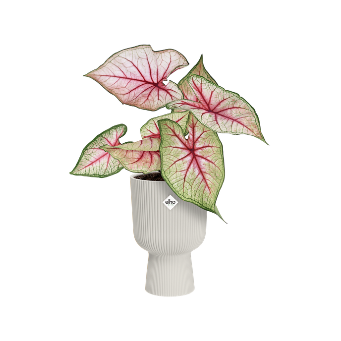 GIFT vibes fold 7,9,11,14,c14 seidenweiß